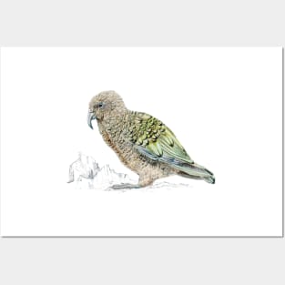 Kea, parrot of New Zealand Posters and Art